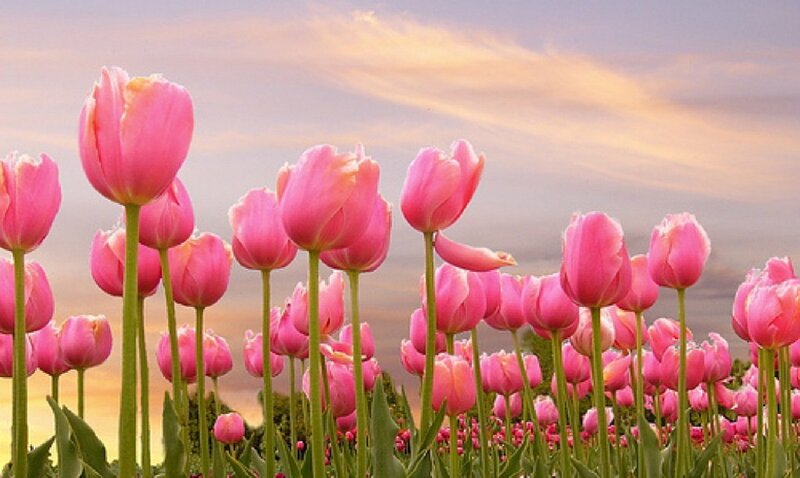 Pink Tulip Field — Serene, Sunset, Photograph, Sky