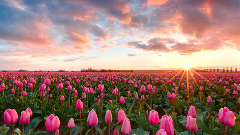Pink Tulip Field — Serene, Sunset, Photograph, Sun