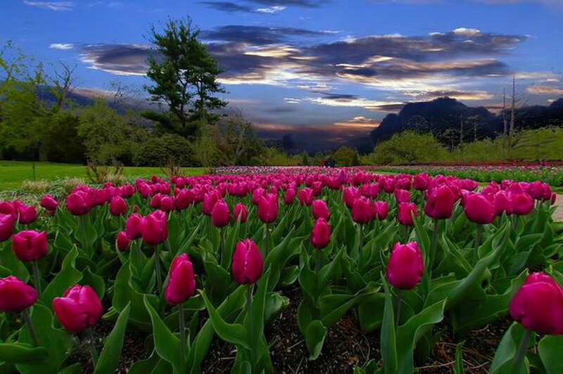 Pink Tulip Field — Serene, Sunset, Photograph