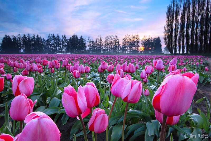 Pink Tulip Field — Serene, Sunset, Photograph, Trees