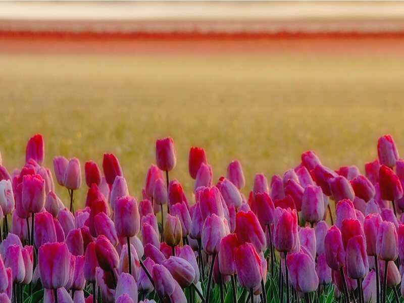 Pink Tulip Field — Serene, Sunset