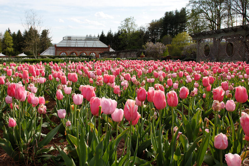 Pink Tulip Field — Serene