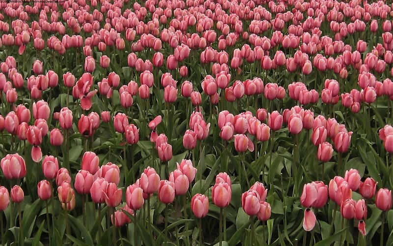 Pink tulip field