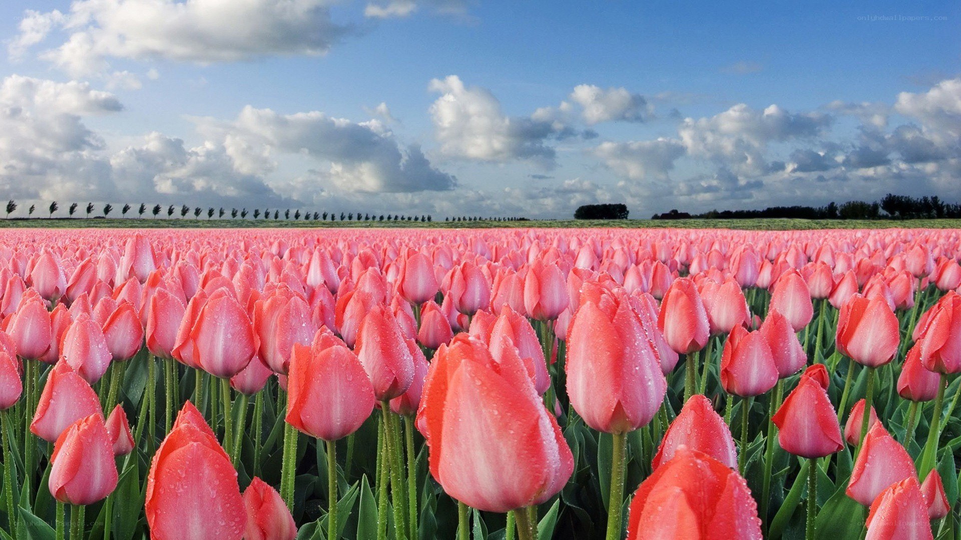 Pink tulip field under blue sky