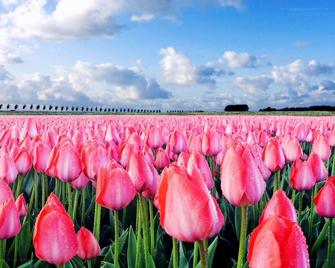 Pink tulip field under blue sky