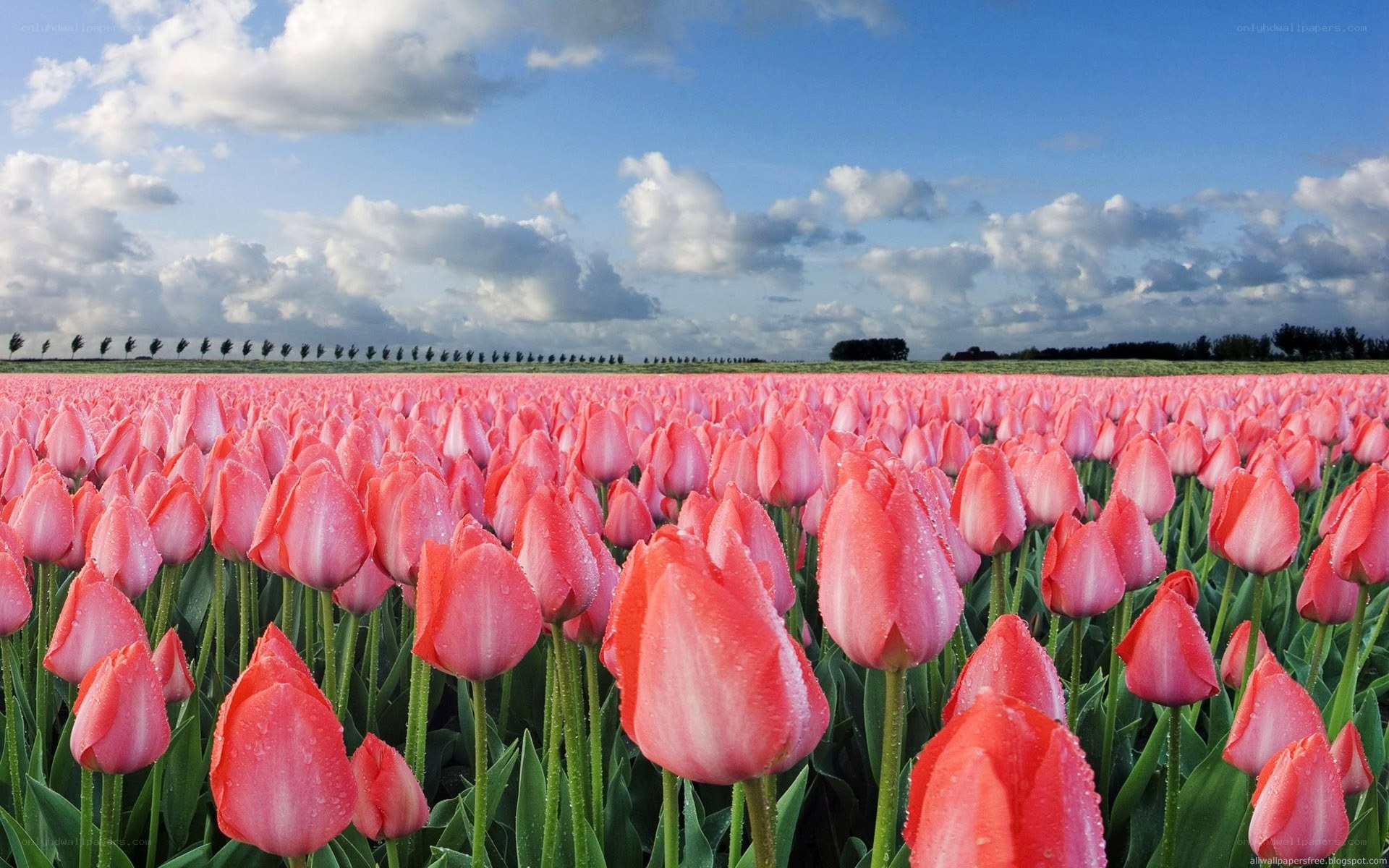 Pink tulip field under cloudy sky