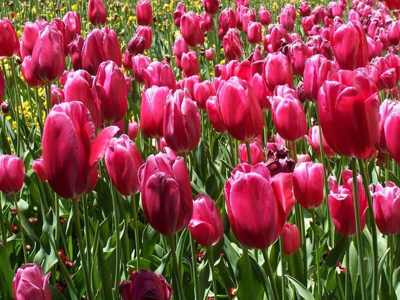 Pink Tulip Field — Vibrant