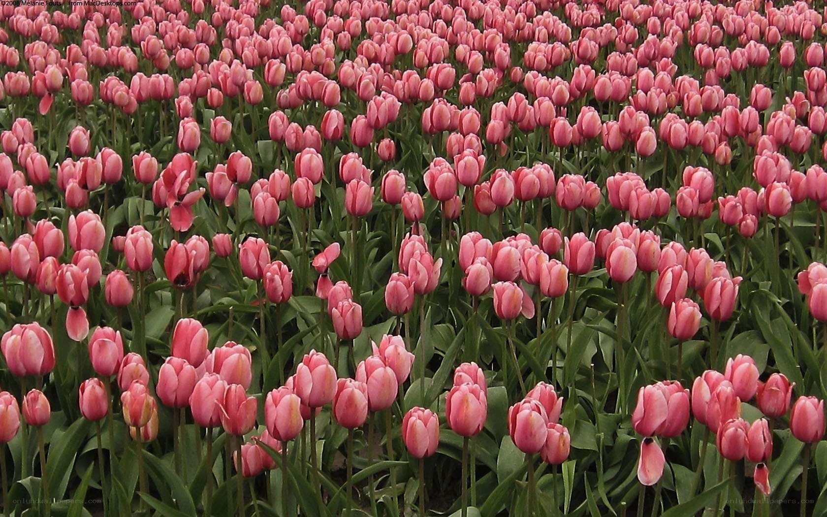 Pink tulip field