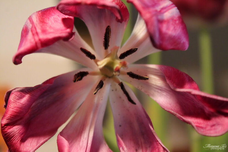Pink Tulip Flower — Calm, Afternoon