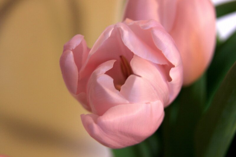 Pink Tulip Flower — Calm, Photograph, Green Leaves