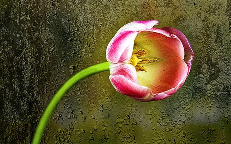 Pink Tulip Flower — Calm, Photograph, Stem