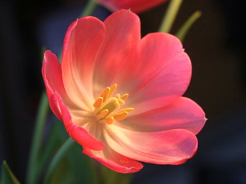 Pink Tulip Flower — Calm, Photograph