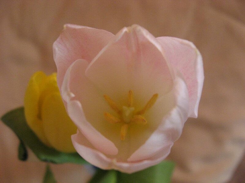 Pink Tulip Flower — Calm, Photograph, Yellow Tulip