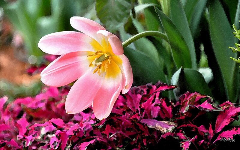 Pink Tulip Flower — Calm, Spring, Digital Art