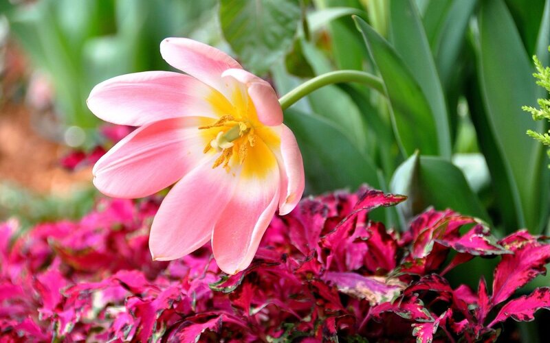 Pink Tulip Flower — Calm, Spring, Photograph, Green Leaves