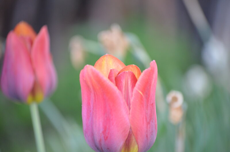 Pink Tulip Flower — Calm, Spring, Photograph, Stem