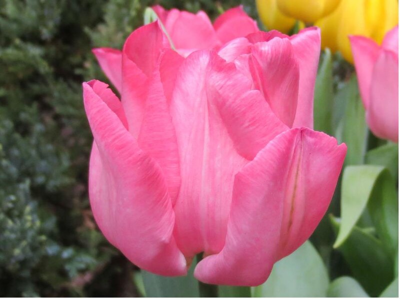 Pink Tulip Flower — Calm, Spring, Photograph