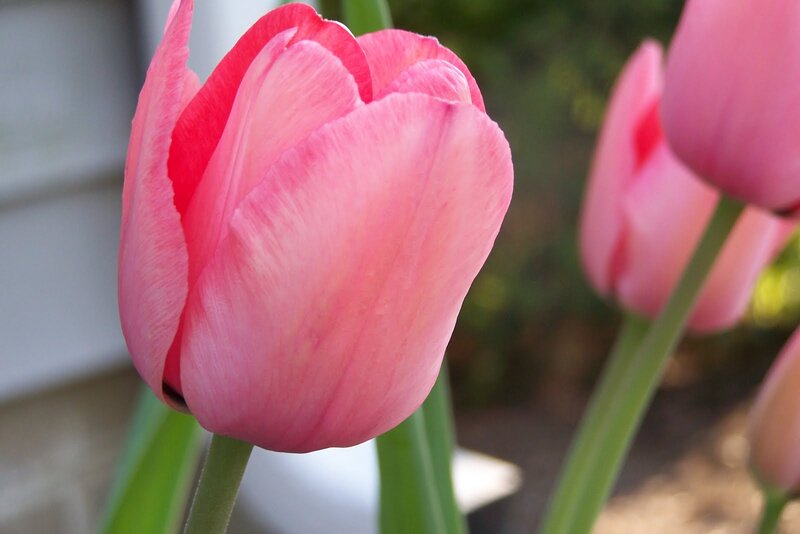 Pink Tulip Flower — Calm, Spring, Photograph, Tulips
