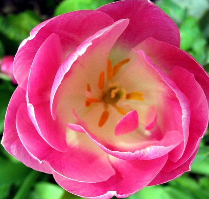 Pink Tulip Flower — Calm, Spring