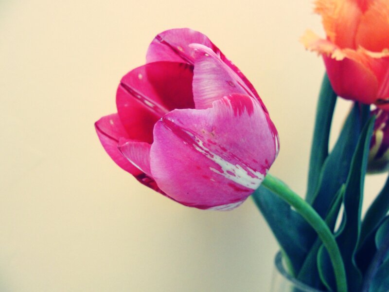 Pink Tulip Flower — Calm