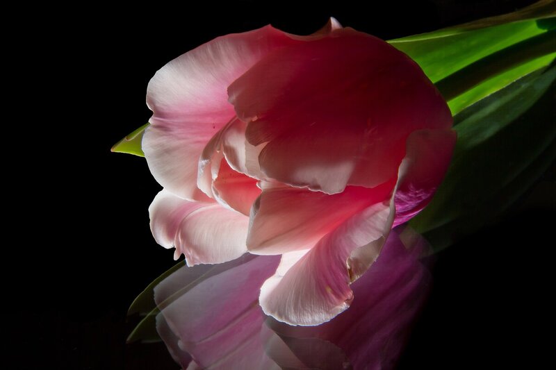 Pink Tulip Flower — Dramatic, Photograph, Green Leaf