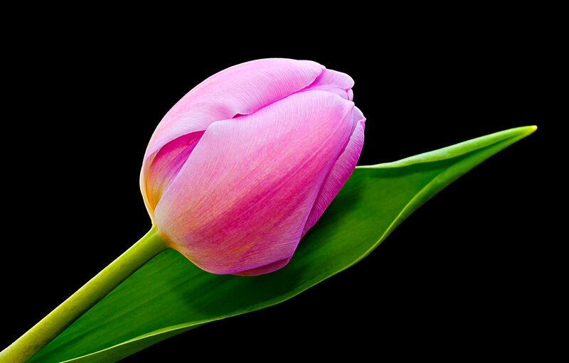 Pink Tulip Flower — Dramatic, Photograph, Leaf