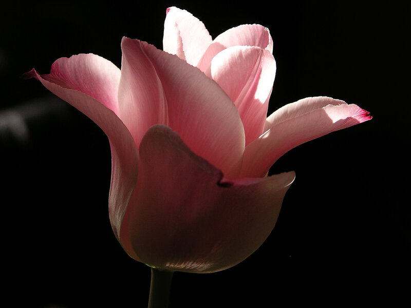 Pink Tulip Flower — Dramatic, Photograph, Stem