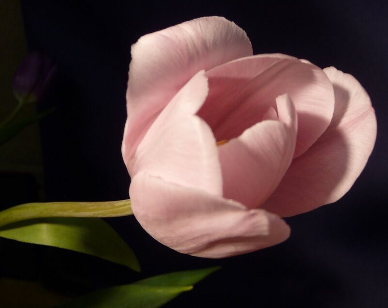 Pink Tulip Flower — Dramatic, Photograph