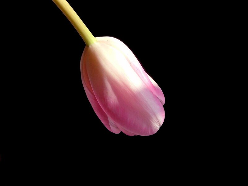 Pink Tulip Flower — Dramatic