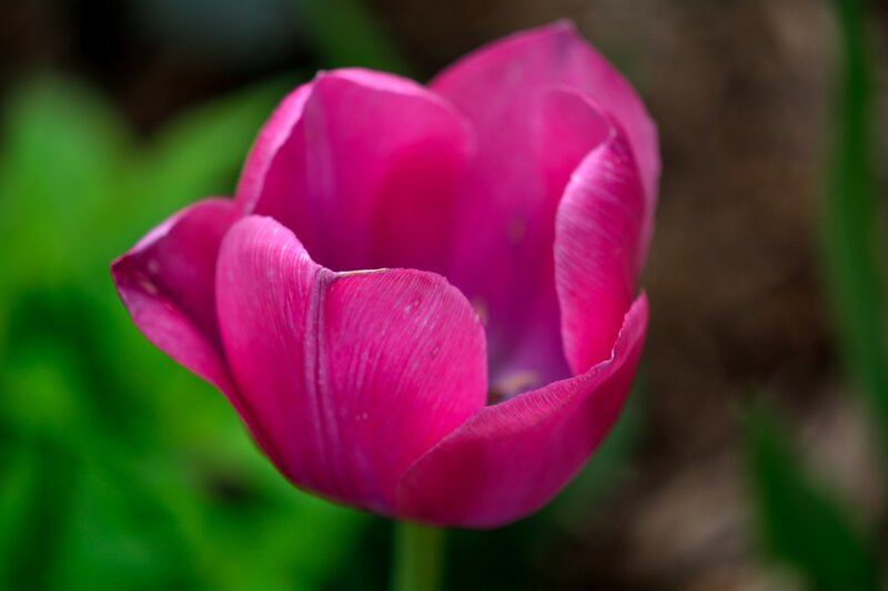 Pink Tulip Flower — Magenta