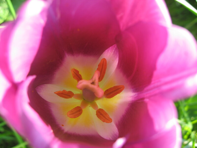 Pink Tulip Flower — Natural