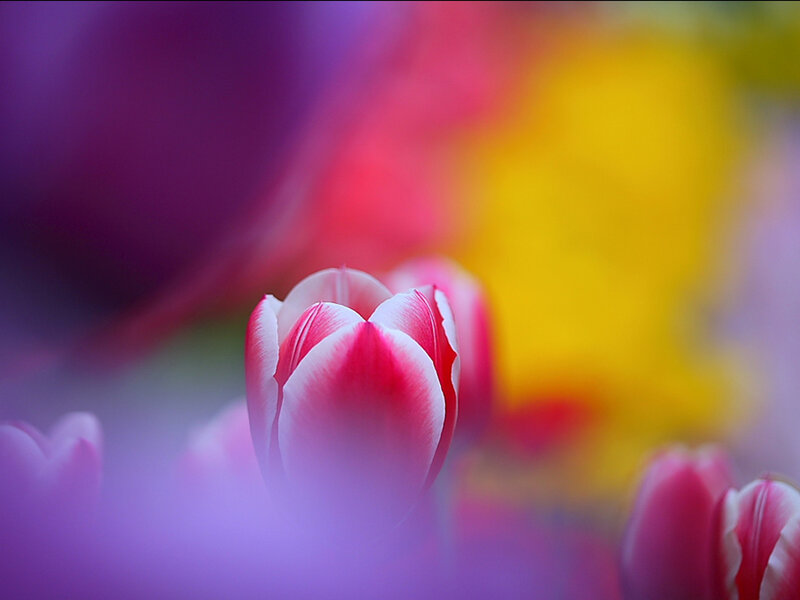 Pink Tulip Flower — Purple, Dreamy