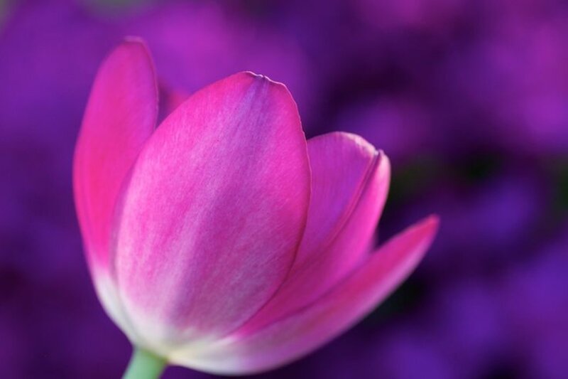 Pink Tulip Flower — Purple