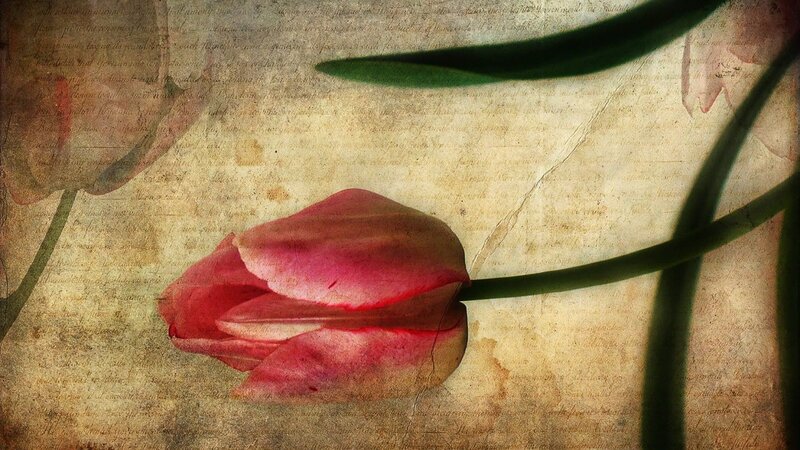 Pink Tulip Flower — Red, Serene