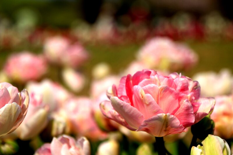 Pink Tulip Flower — Serene, Afternoon, Photograph, Field