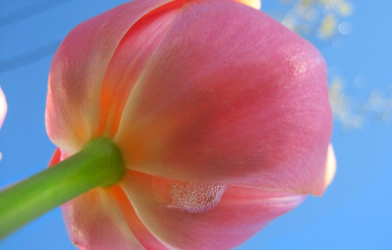 Pink Tulip Flower — Serene, Afternoon, Photograph, Green Stem