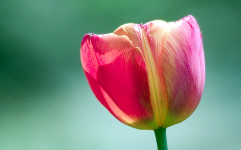 Pink Tulip Flower — Serene, Afternoon, Photograph, Stem, Green Background