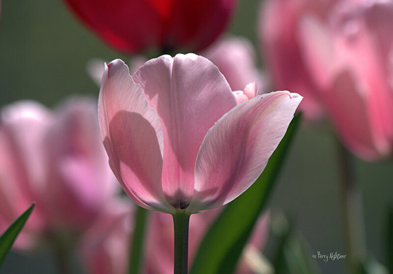 Pink Tulip Flower — Serene, Afternoon, Photograph, Tulips