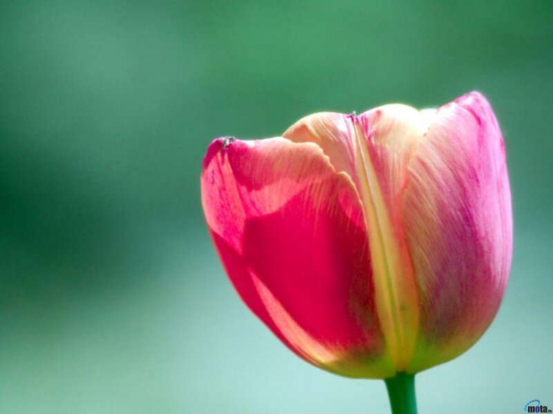 Pink Tulip Flower — Serene, Afternoon