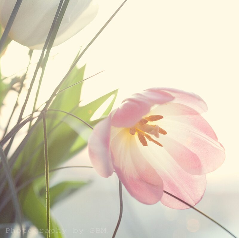 Pink Tulip Flower — Serene, Morning