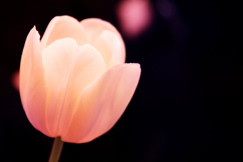 Pink Tulip Flower — Serene, Night