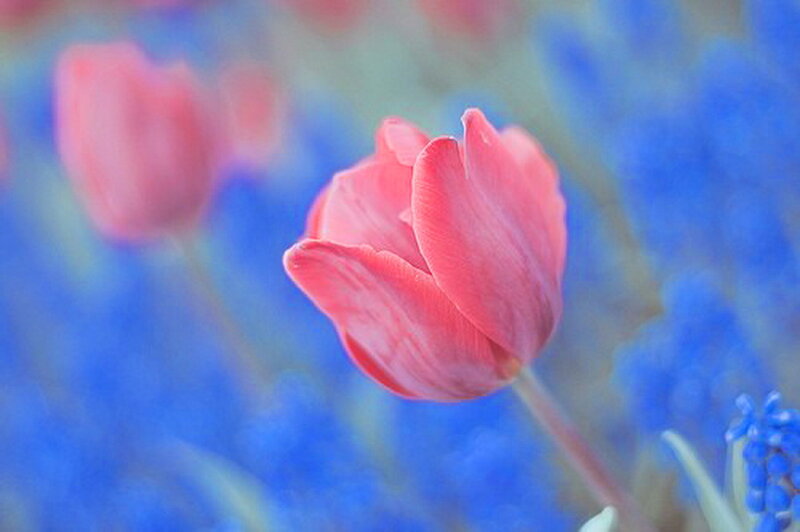 Pink Tulip Flower — Serene, Photograph, Blue Flowers