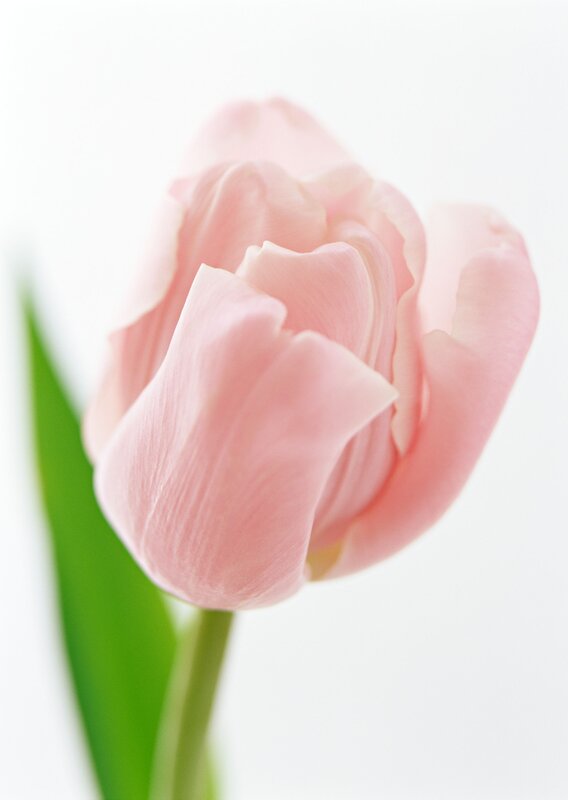 Pink Tulip Flower — Serene, Photograph, Green Leaf, Stem