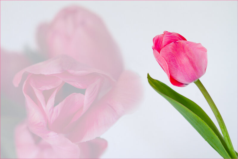 Pink Tulip Flower — Serene, Photograph, Green Leaf