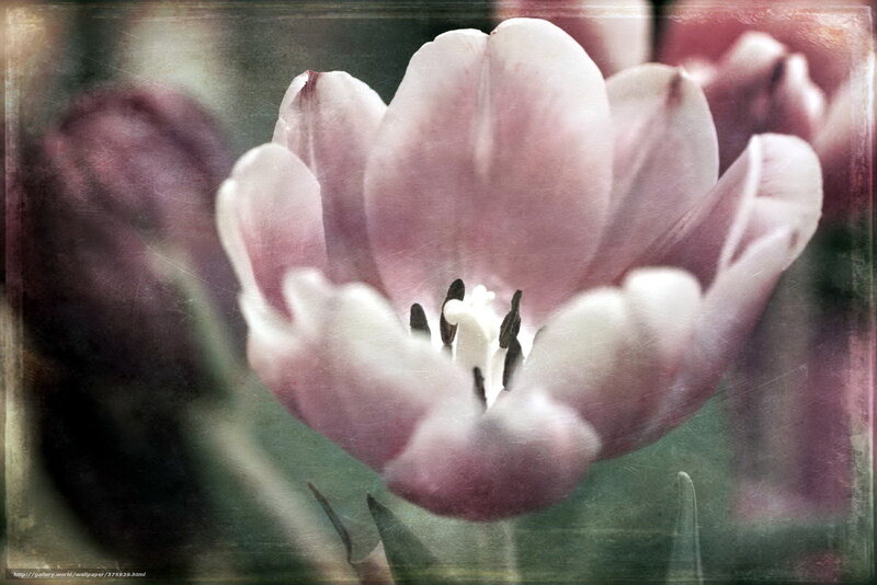 Pink Tulip Flower — Serene, Photograph, Petals, Stamen, Background