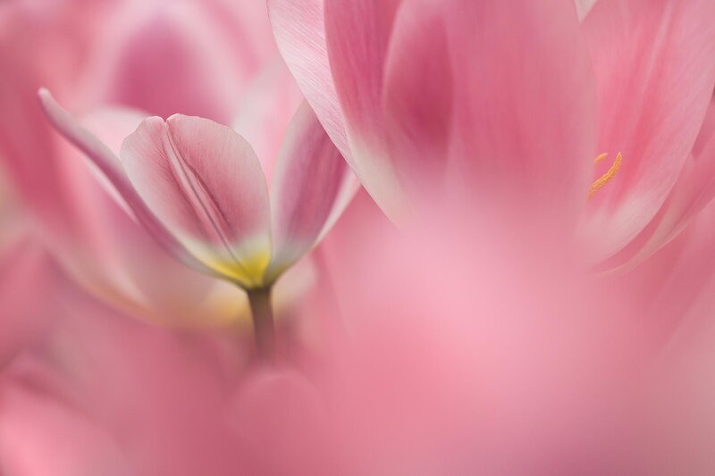 Pink Tulip Flower — Serene, Photograph, Petals, Stamen