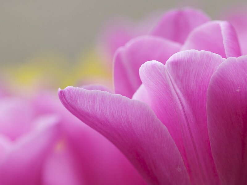 Pink Tulip Flower — Serene, Photograph, Petals