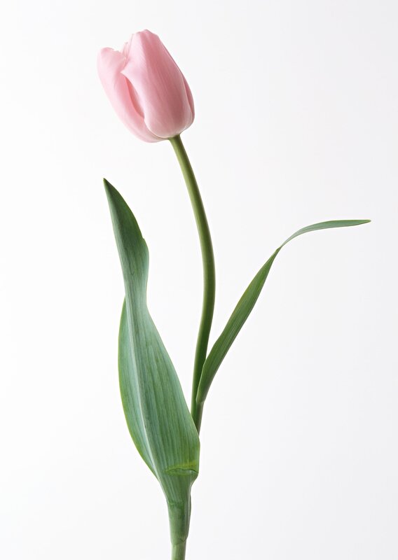 Pink Tulip Flower — Serene, Photograph, Stem, Leaf