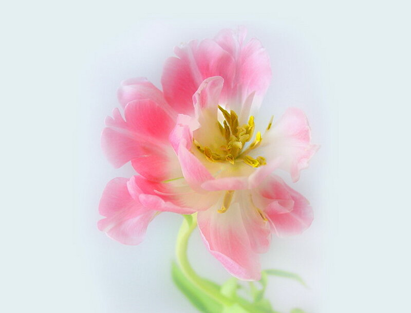 Pink Tulip Flower — Serene, Photograph, Stem, Petals
