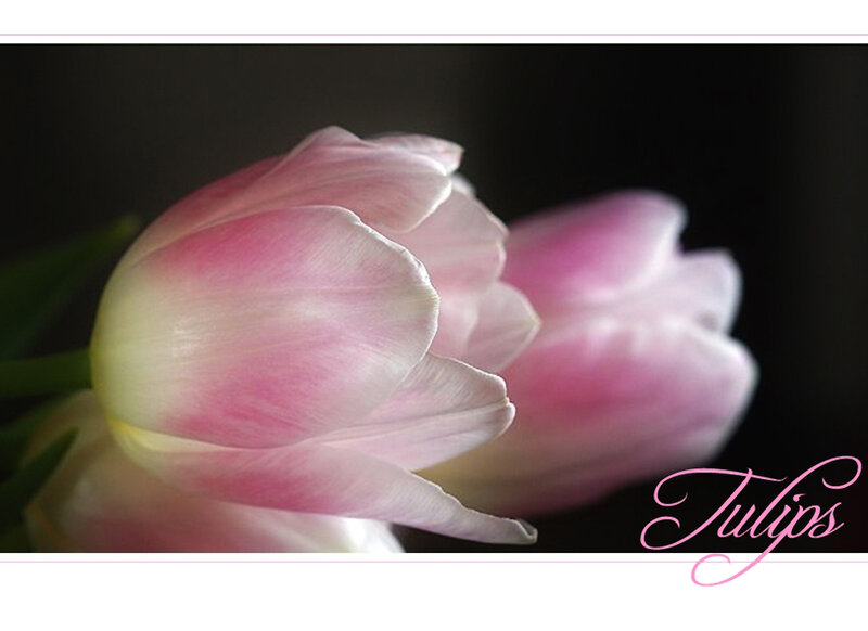 Pink Tulip Flower — Serene, Photograph, Stem